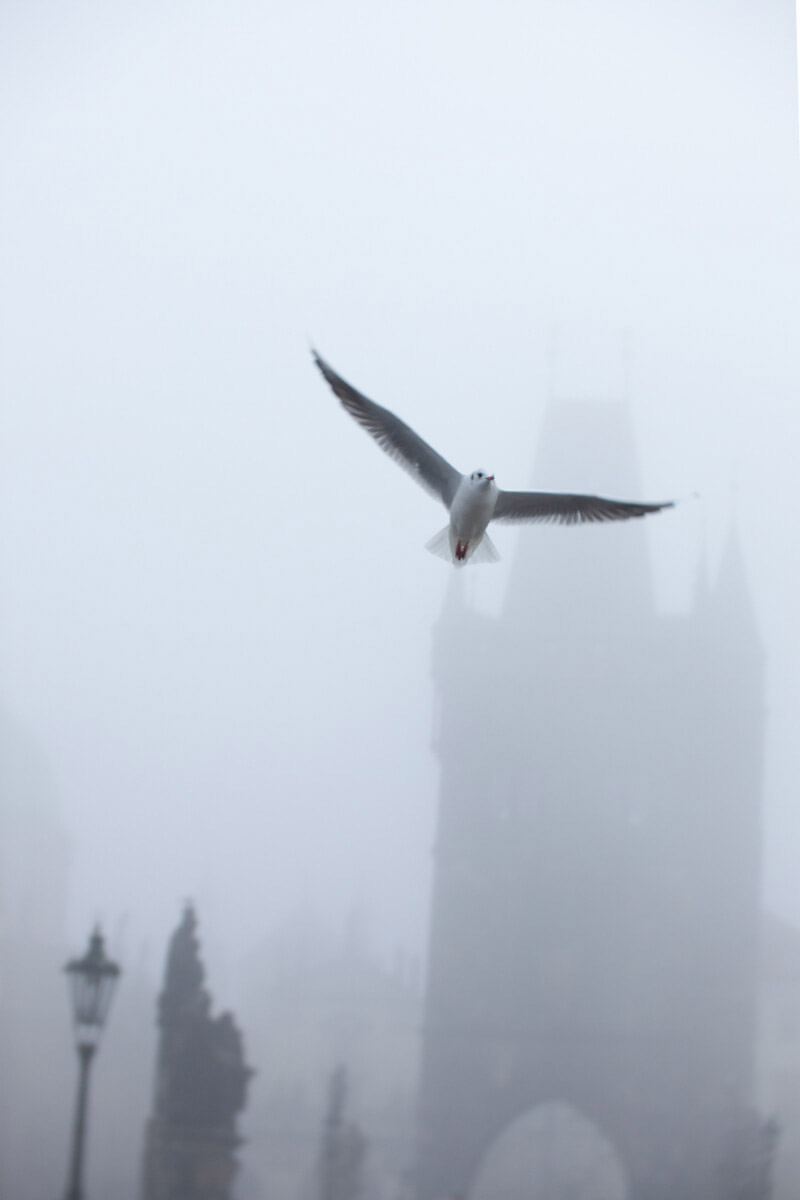 Bird flying through fog with wings outstretched against a pale sky