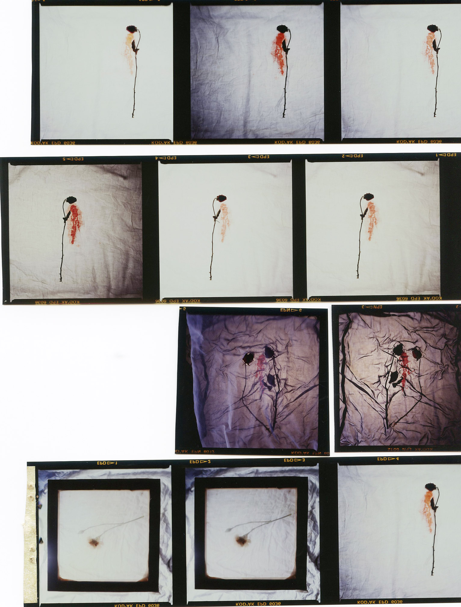Contact strip of E6 transparency film showing a sequence of images on medium format negatives.