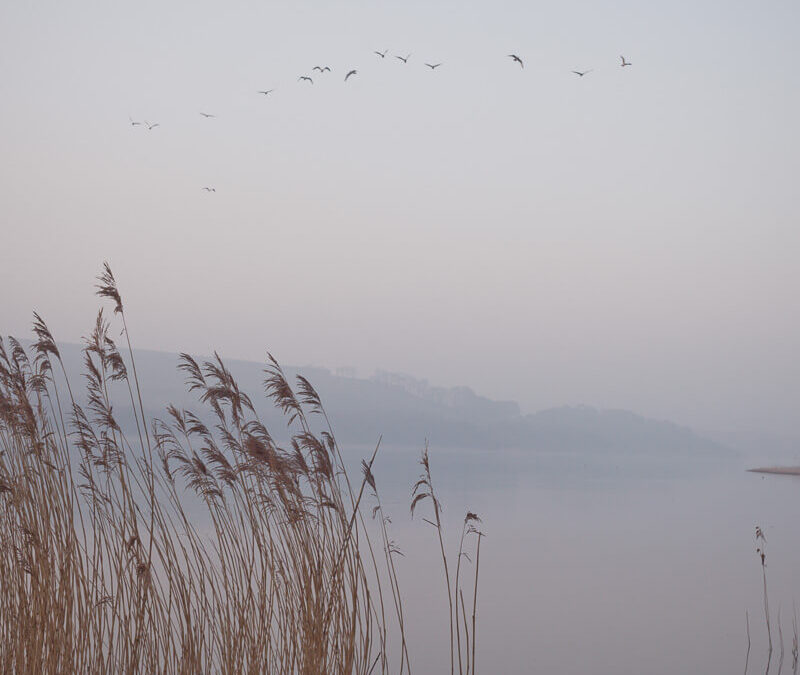 Fine art landscape photograph showing reeds by still water at dusk with birds in flight