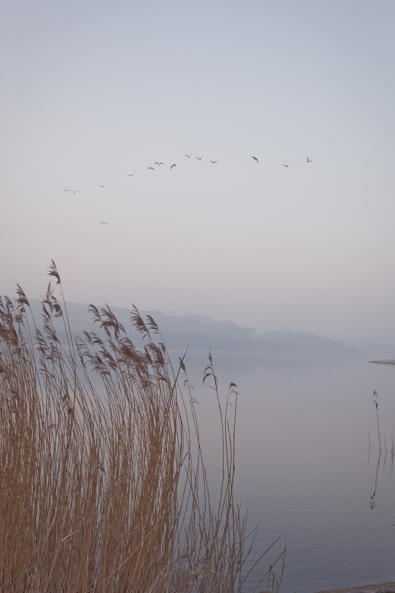 Fine art landscape photograph showing reeds by still water at dusk with birds in flight