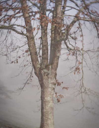 A solitary tree trunk emerging from dense fog in a quiet rural landscape.