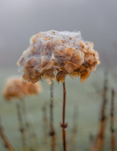 A delicate seed head encased in frost, standing against a soft, misty background.