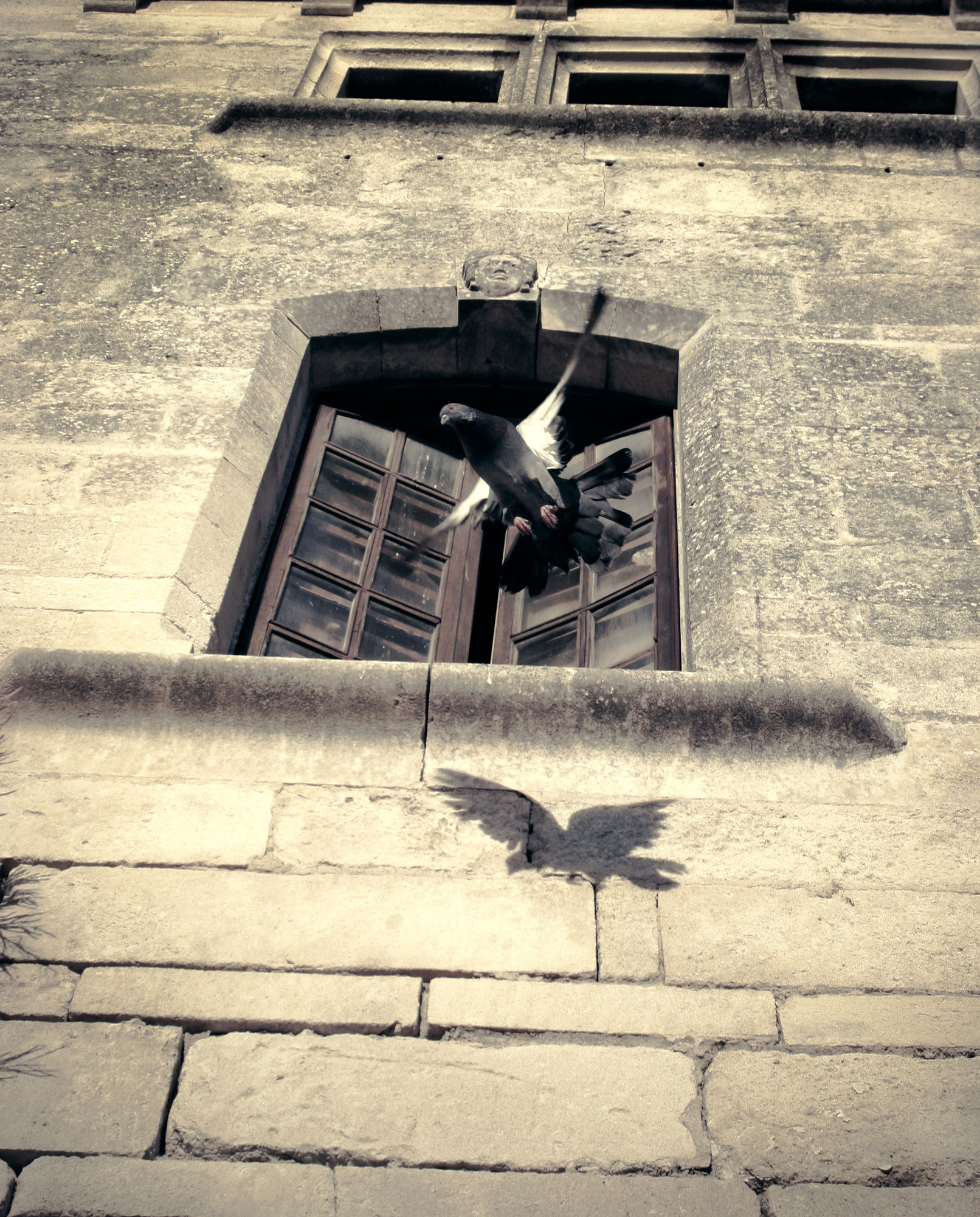 A bird captured mid-flight as it exits a stone window, its shadow cast on the wall below.