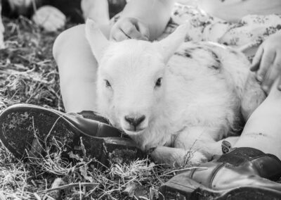 Lamb lying calmly between a child’s legs on grass.
