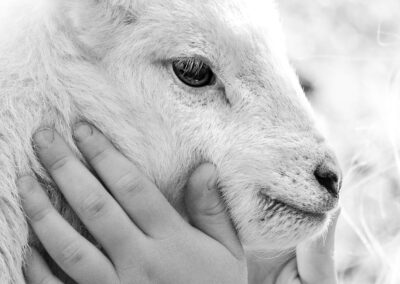 Child’s hands gently holding a lamb’s face in close-up.