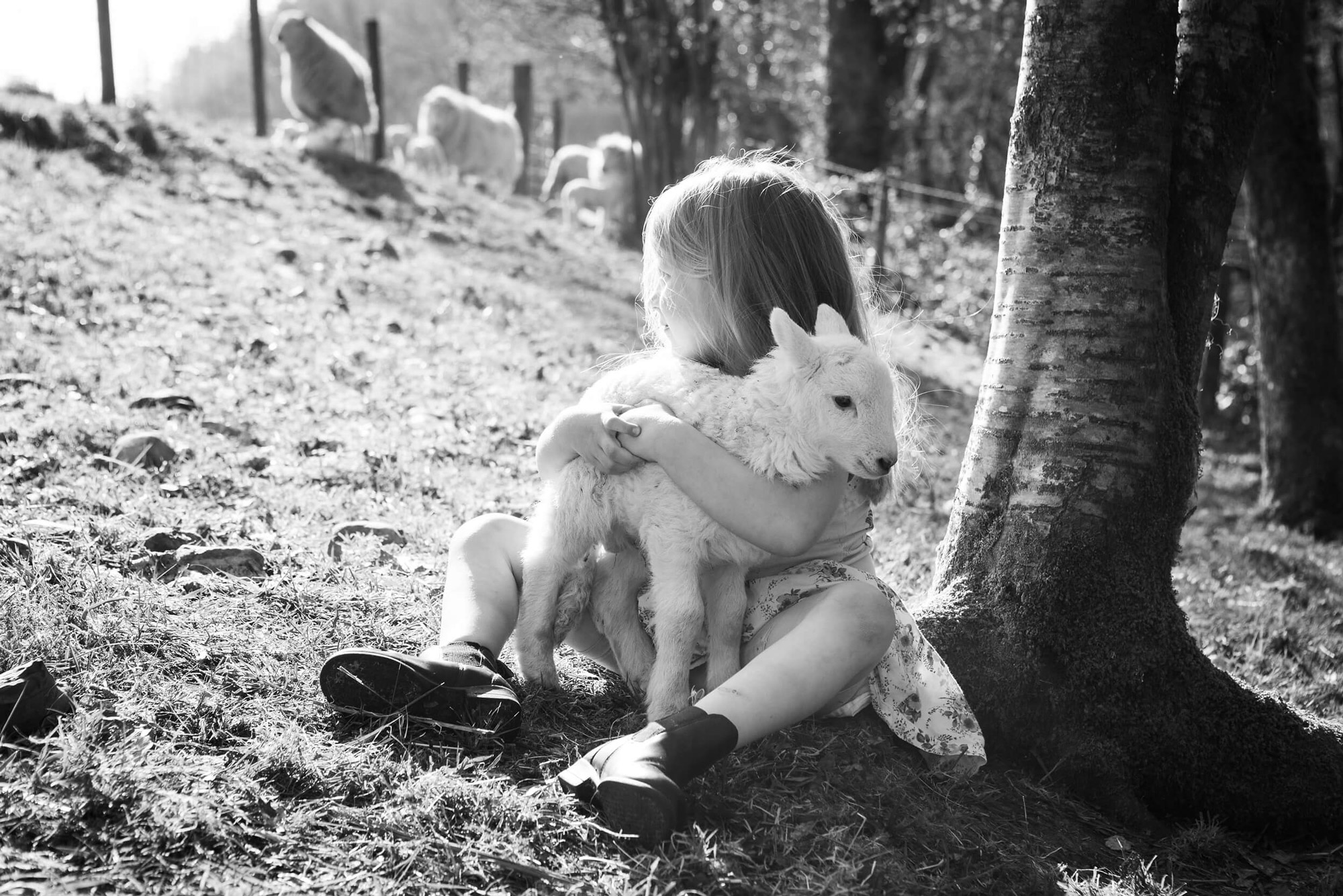 Young child sitting beneath a tree holding a lamb in a quiet rural setting
