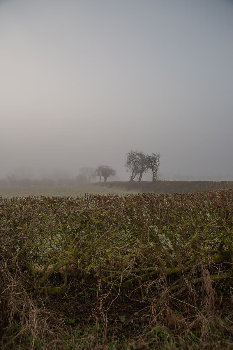 Misty rural landscape with hedgerow and distant trees fading into fog