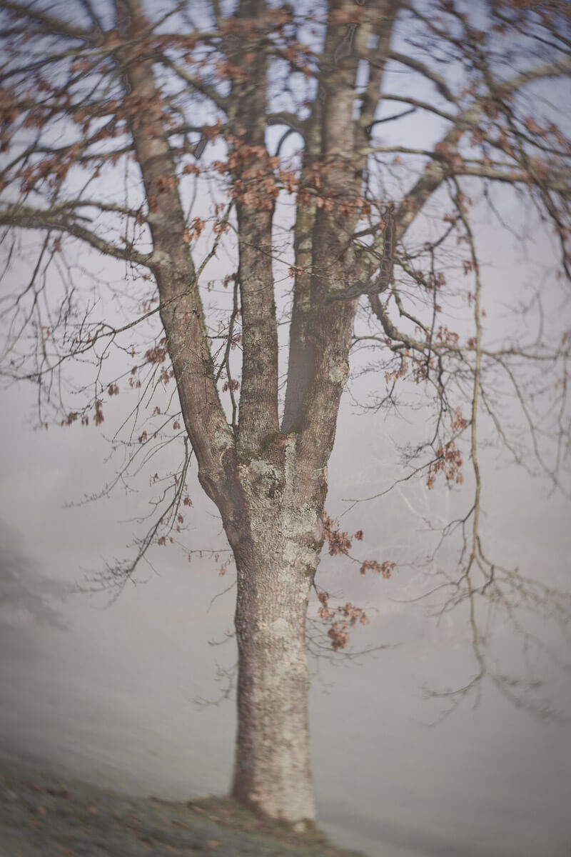 Softly blurred tree emerging through mist with an atmospheric, dreamlike quality