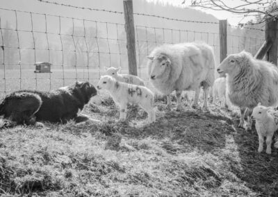Sheepdog watching lambs resting on straw in a fenced field.
